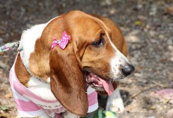 Centro de Control y Bienestar Animal tiene 15 perros en adopción en Los Mochis