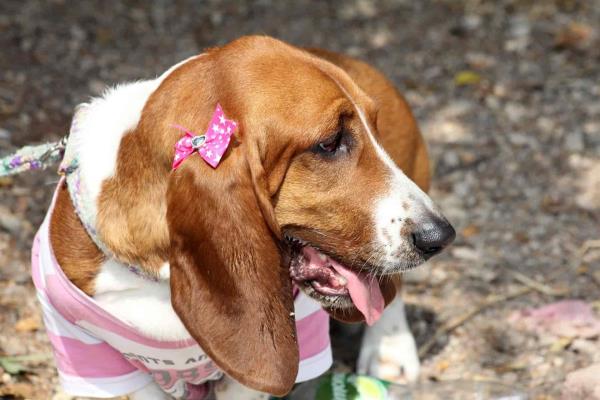Centro de Control y Bienestar Animal tiene 15 perros en adopción en Los Mochis