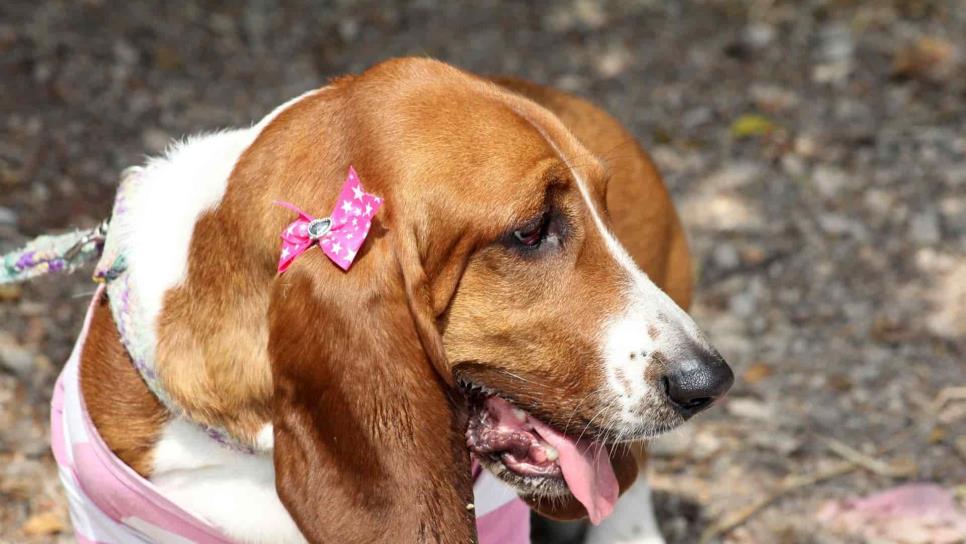 Centro de Control y Bienestar Animal tiene 15 perros en adopción en Los Mochis