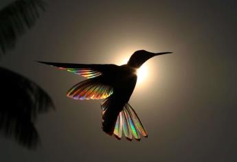 Detectan venta de colibríes para amarres en Mazatlán