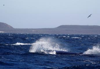 Año catastrófico para el avistamiento de ballenas en Baja California Sur