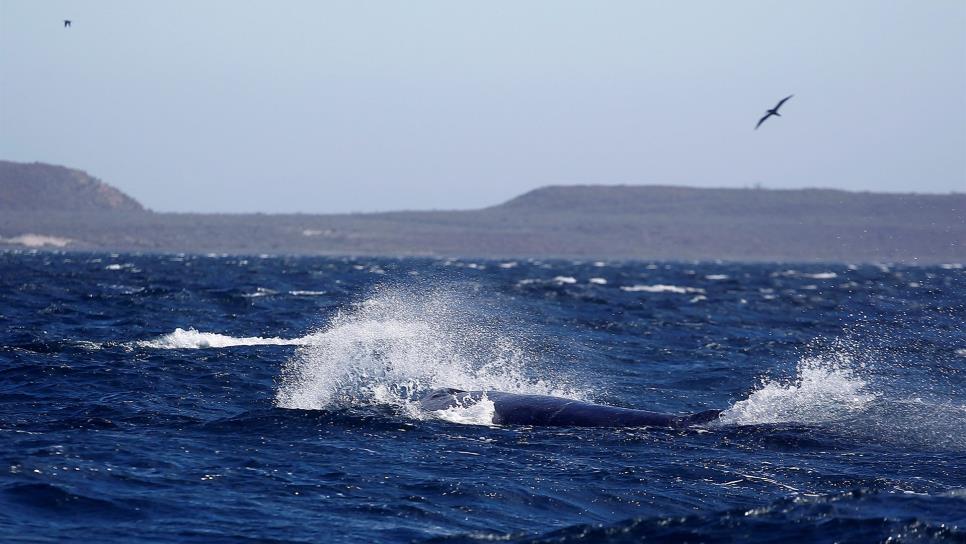 Año catastrófico para el avistamiento de ballenas en Baja California Sur