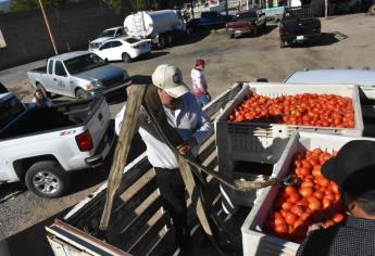 Distribuye Ayuntamiento más de 100 t de tomate entre familias de Choix