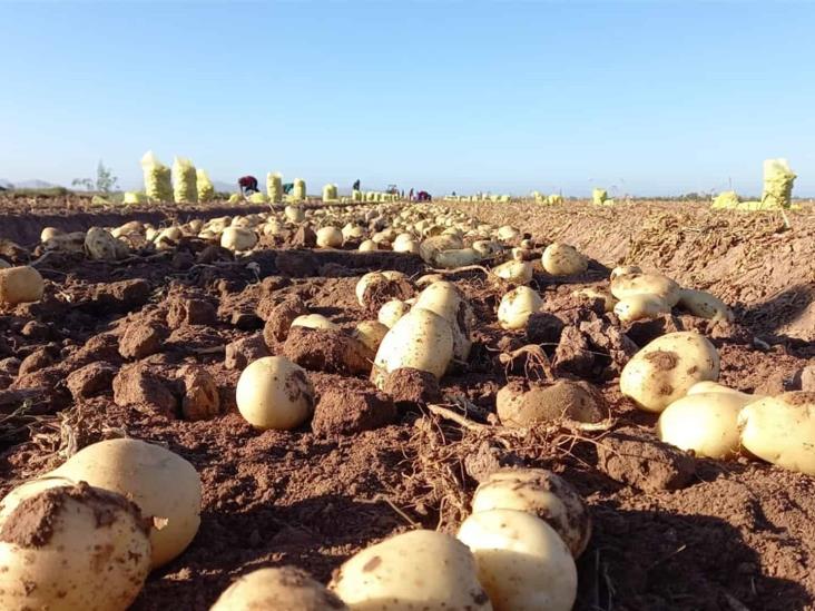 Se generaliza la cosecha de papa en el norte de Sinaloa Se generaliza la cosecha de papa en el norte de Sinaloa