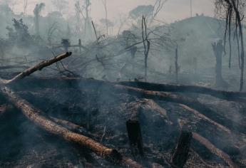 Gobierno indagará si Sembrando Vida provocó deforestación de 73 mil hectáreas