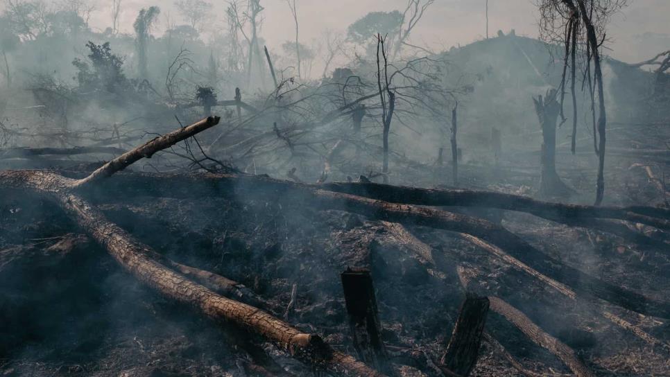 Gobierno indagará si Sembrando Vida provocó deforestación de 73 mil hectáreas