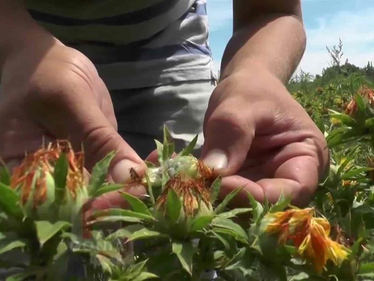 Cártamo, la opción para agricultura en tiempos de sequía Cártamo, la opción para agricultura en tiempos de sequía