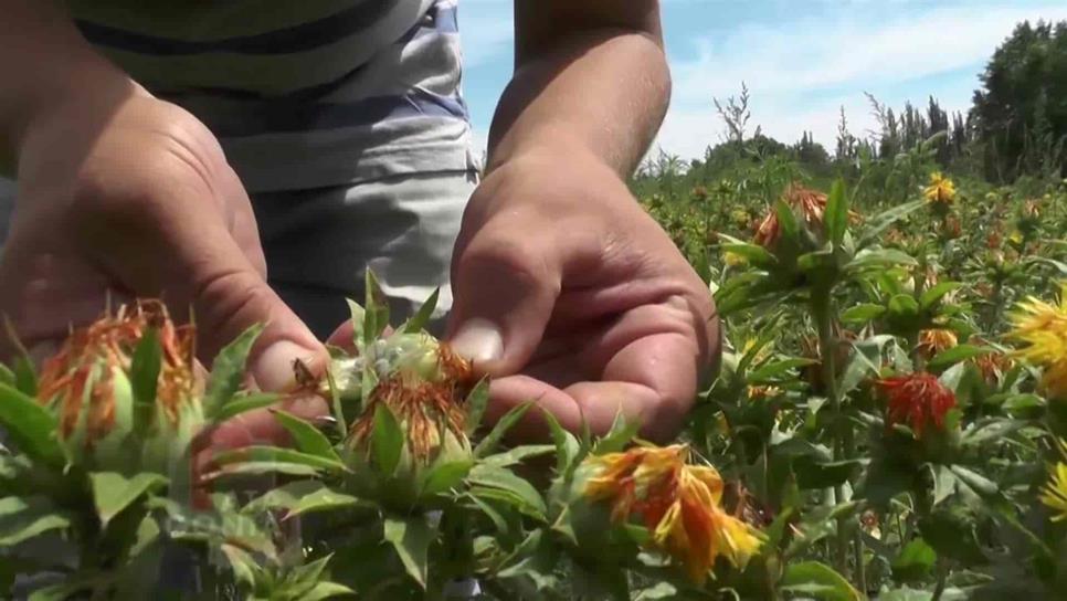 Cártamo, la opción para agricultura en tiempos de sequía