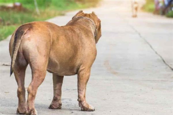 Alerta Ecología sobre abandono de perros pitbull en Mazatlán