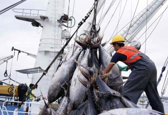 Pinsa estima una temporada regular para la pesca de atún