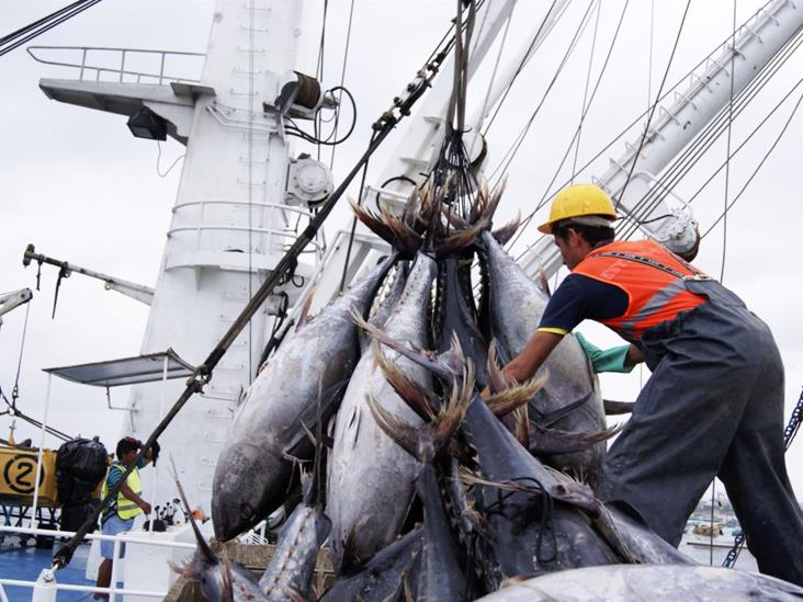 Pinsa estima una temporada regular para la pesca de atún Pinsa estima una temporada regular para la pesca de atún