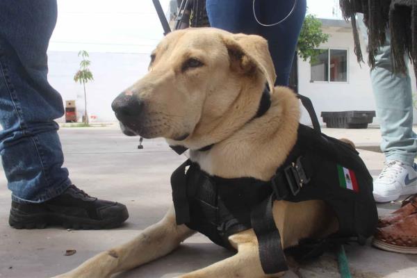 “General”, perro callejero a punto de graduarse de policía