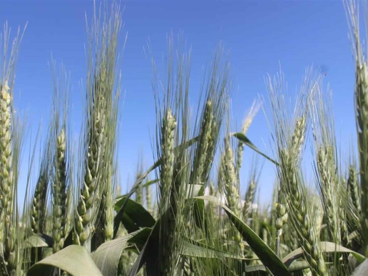 Otoño-invierno ha sido de los mejores ciclos para Sinaloa: SAyG Otoño-invierno ha sido de los mejores ciclos para Sinaloa: SAyG