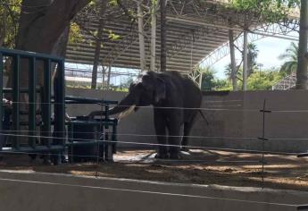 Llega el elefante asiático Big Boy al ZOO de Culiacán