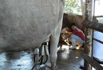 Alza en insumos pega a productores de queso de Mazatlán