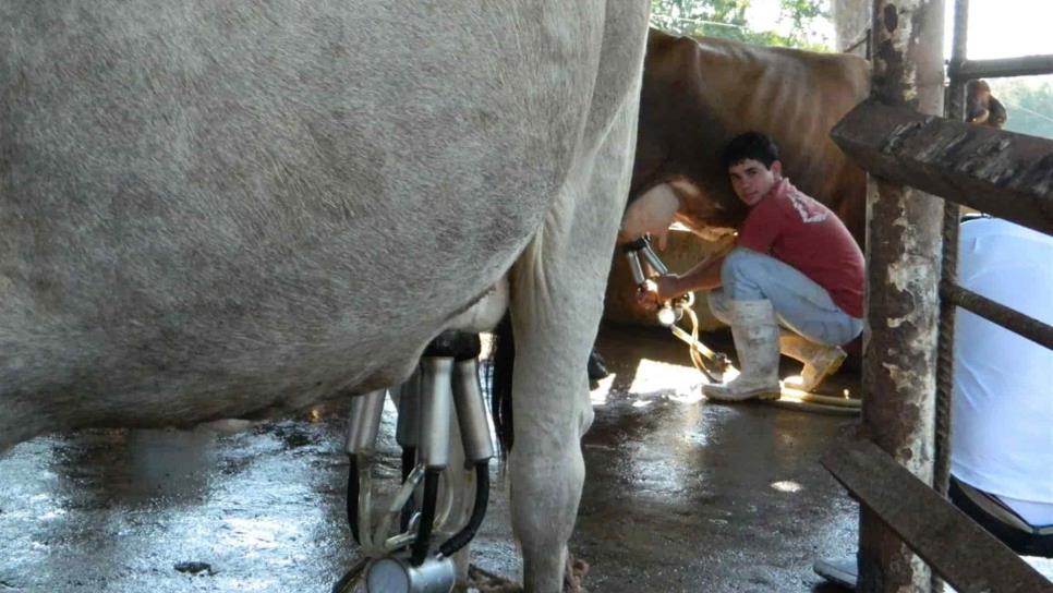 Alza en insumos pega a productores de queso de Mazatlán