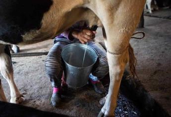 Precio de la leche sube 60 centavos