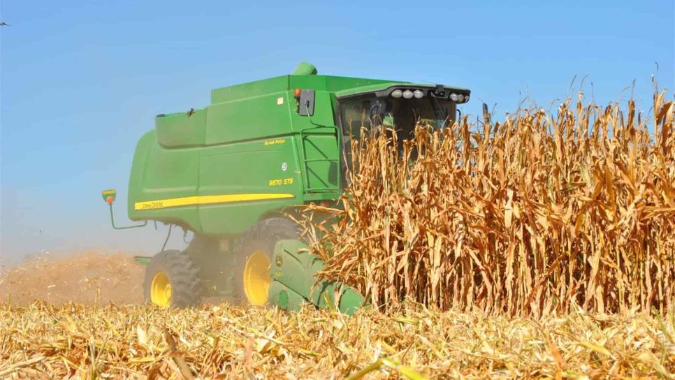 Precio del maíz alcanza su máximo histórico