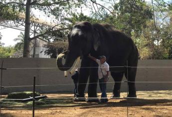 Proponen cobrar cuota de un peso en el recibo de JAPAC para mantener a elefante