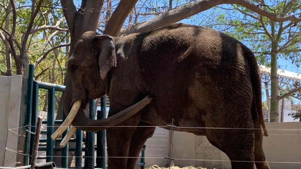 Se deslinda Zoo de Culiacán de la iniciativa de cobro en recibos de agua para mantener al elefante