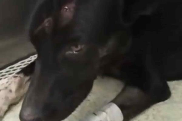 Rescatan a perro con cuatro impactos de bala  en Imala