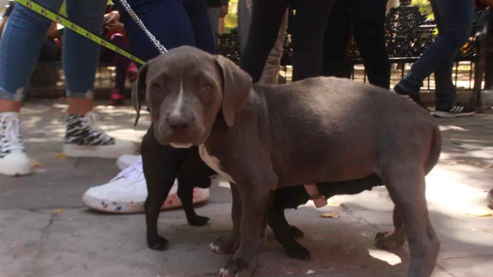 Solo con medicamentos, perritos pueden sufrir menos con cuetes: Veterinario