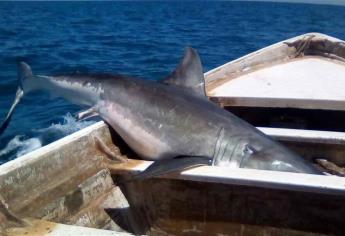 Entra en vigor la veda del tiburón y raya en el litoral del Pacífico y Golfo de México