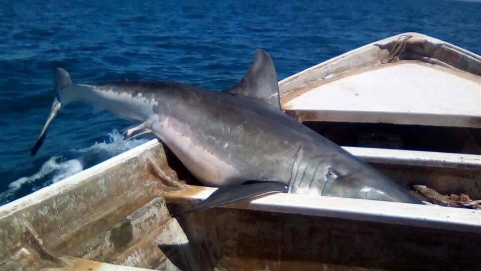 Entra en vigor la veda del tiburón y raya en el litoral del Pacífico y Golfo de México