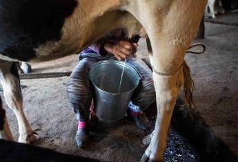 Baja hasta un 30 % producción de leche en Mazatlán