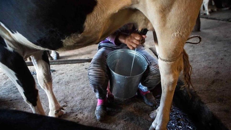 Baja hasta un 30 % producción de leche en Mazatlán