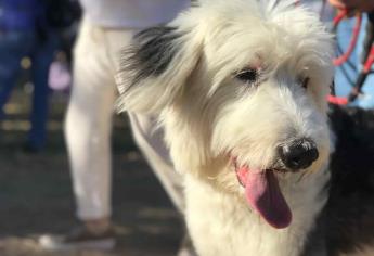 Realizan marcha por la paz y en contra del maltrato animal