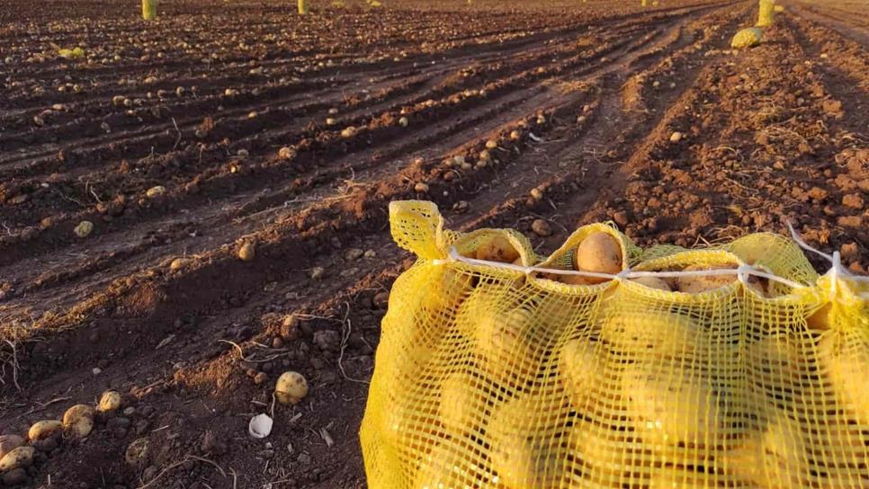 Conpapa pierde amparo, temen ingreso de papa contaminada