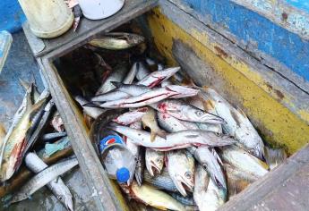 Repunta la pesca de escama artesanal en la playa norte de Mazatlán