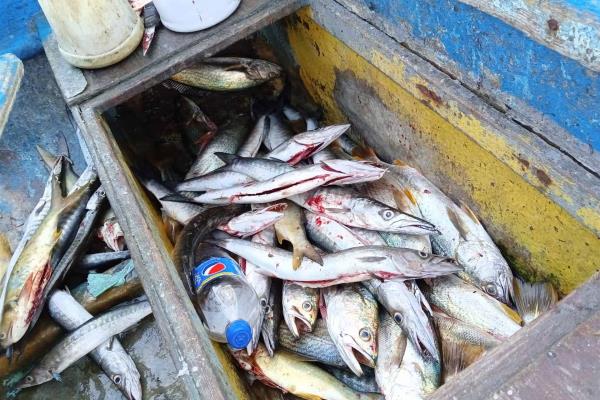 Repunta la pesca de escama artesanal en la playa norte de Mazatlán