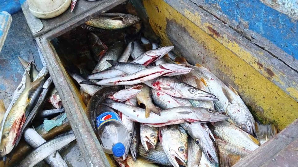 Repunta la pesca de escama artesanal en la playa norte de Mazatlán