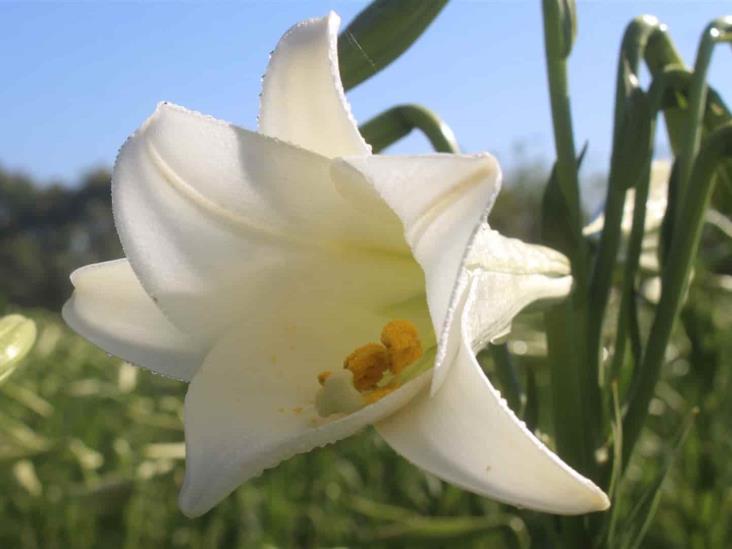 Lirio de Mayo, una tradición que persiste Lirio de Mayo, una tradición que persiste