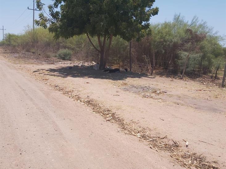 Encuentran a un joven ejecutado en la sindicatura de Batamote Encuentran a un joven ejecutado en la sindicatura de Batamote