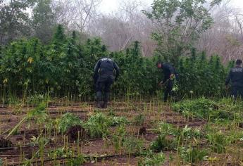 Policía Estatal localiza y destruye plantíos de presunta mariguana en Mazatlán