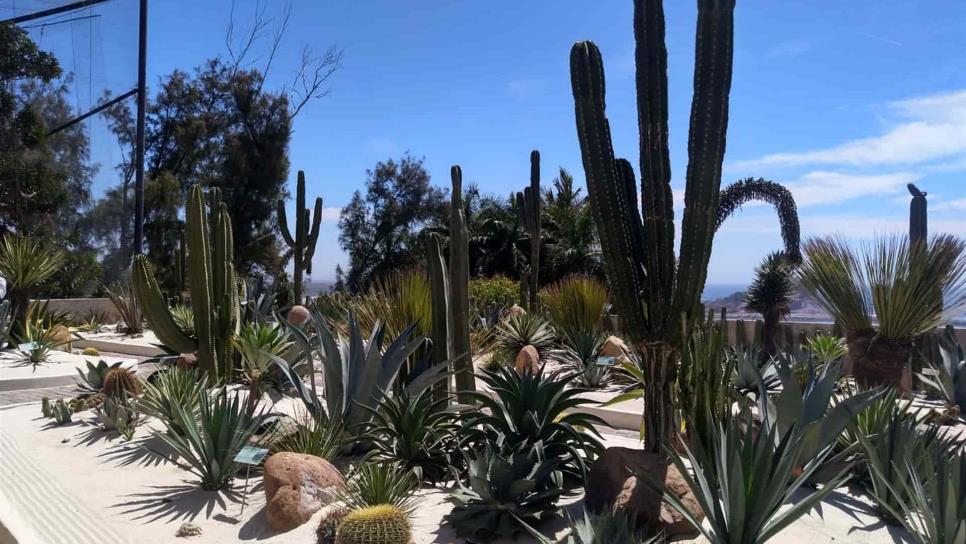 Sinaloa “arrasa” a nivel nacional en concurso de fotografía a la naturaleza