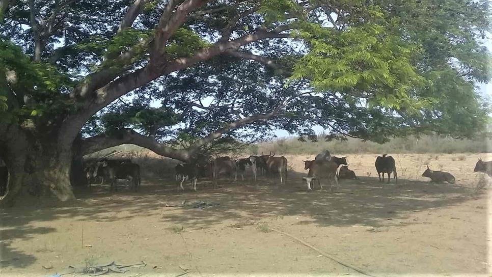 A la baja abigeato en Mazatlán, ahora ganaderos se enfrentan a la sequía A la baja abigeato en Mazatlán, ahora ganaderos se enfrentan a la sequía