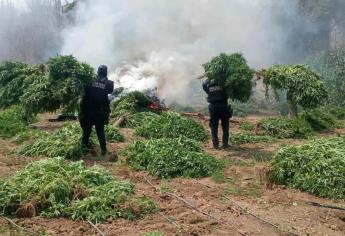 Destruyen plantíos de mariguana en la sierra de Sinaloa, en El Fuerte y en Choix