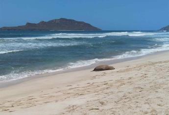 Aparece lobo marino herido en playas de Mazatlán