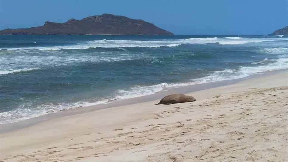 Aparece lobo marino herido en playas de Mazatlán