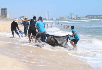 Rescatan a lobo marino herido en Mazatlán