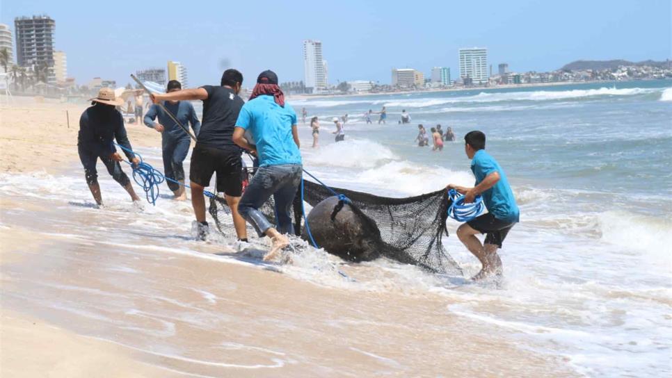 Rescatan a lobo marino herido en Mazatlán