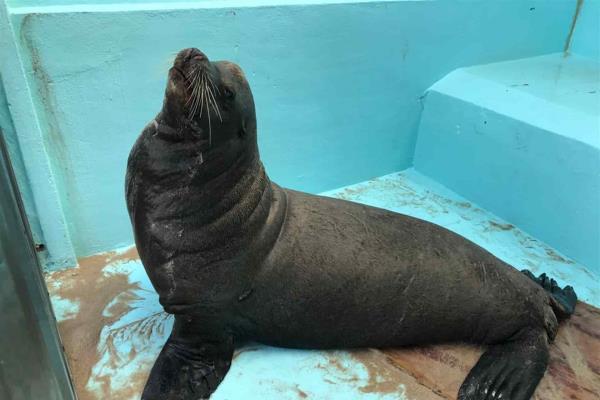 Muere lobo marino rescatado en playas de Mazatlán