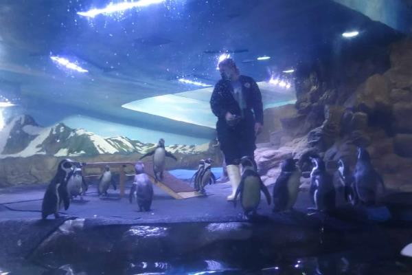 Acuario Mazatlán permitirá tocar a los pingüinos y tomarse fotos con ellos