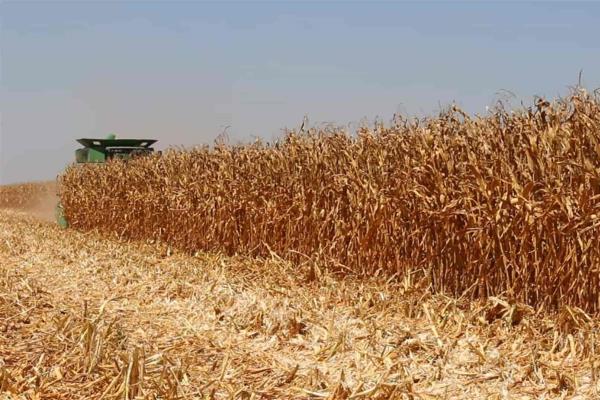 Estiman que el maíz valdrá 25 % menos para julio 2023