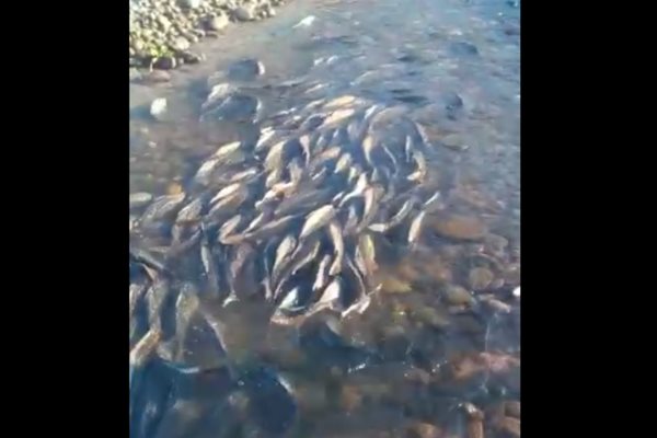 Denuncian posible mortandad de peces en la Bocatoma de San Blas por sequía