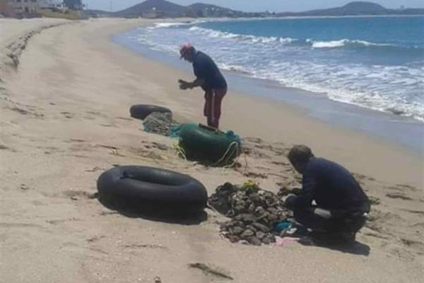 Piden pescadores artesanales respetar la veda de ostión de piedra